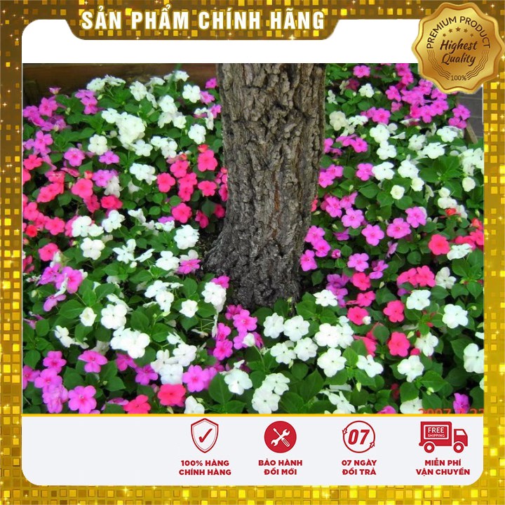 Hạt Giống Hoa Ngọc Thảo Đơn Mix ( Mai Địa Thảo ) 50 hạt Lucky seeds