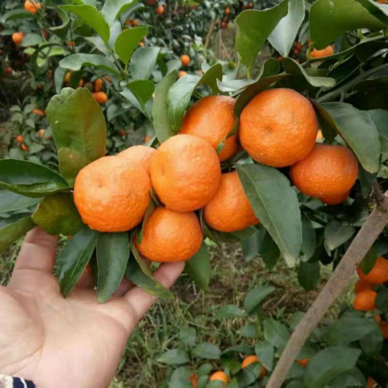 Quít  Thái  giống mới.