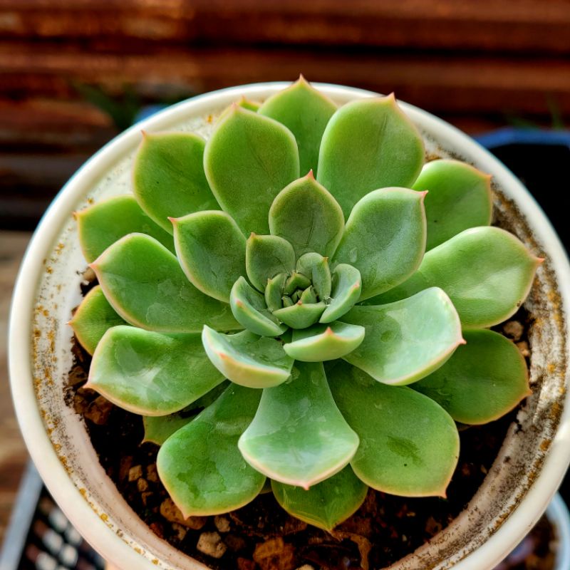 Sen đá đài liên trắng