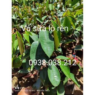 CÂY GIỐNG VÚ SỮA LÒ RÈN