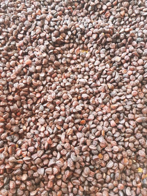Hạt Dổi Rừng Đặc Sản Tây Bắc [gói 50gam]
