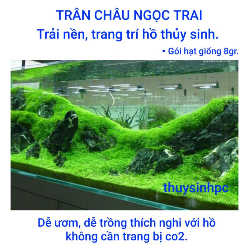 Hạt giống Trân Châu Ngọc Trai trải nền hồ thủy sinh