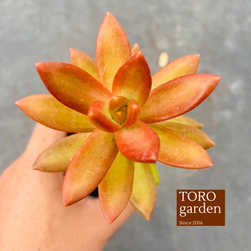 Sen đá đá cam Đà Lạt size bé cây cảnh trang trí nhà cửa Toro garden
