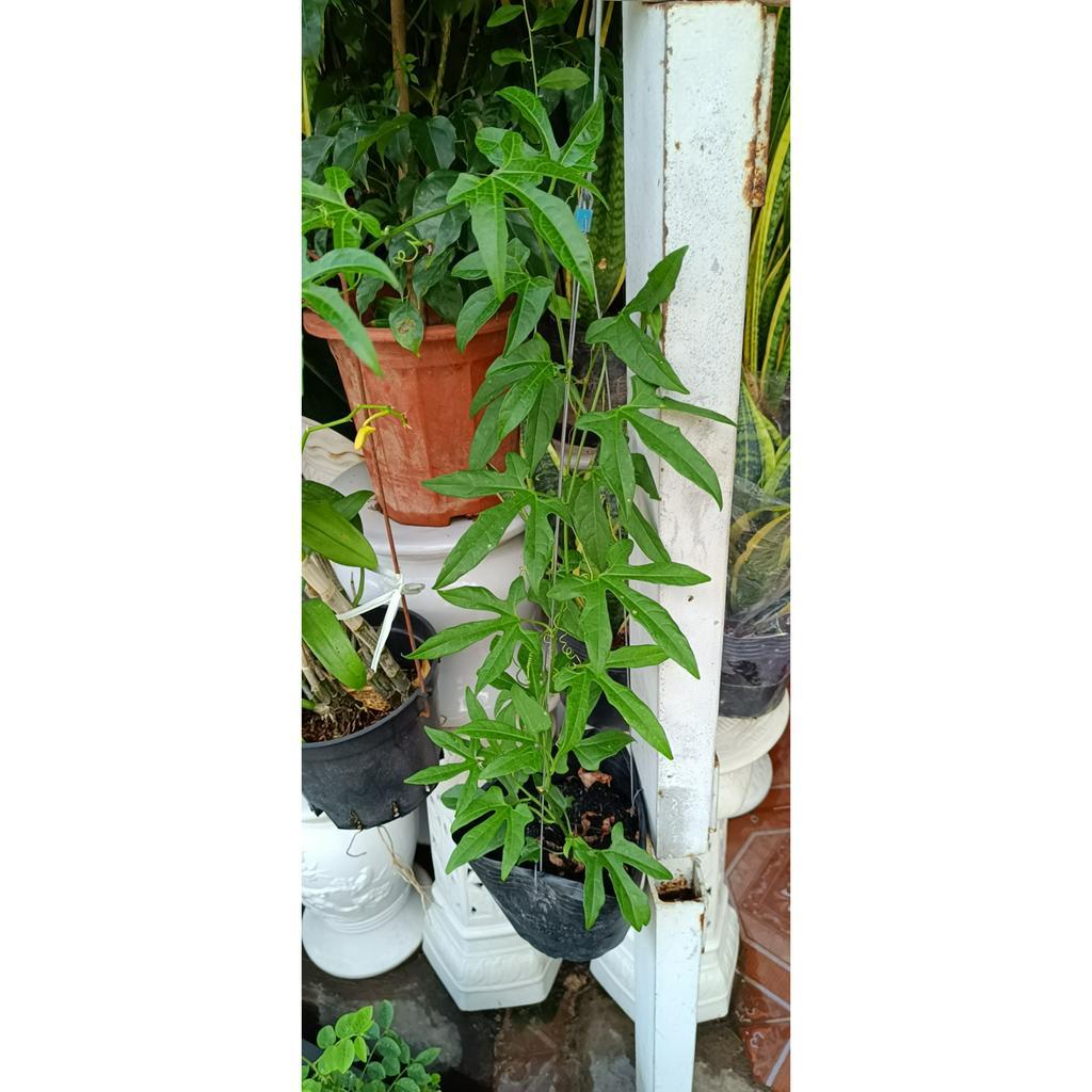 Gấc cây gấc giống tên khoa học Momordica cochinchinensis