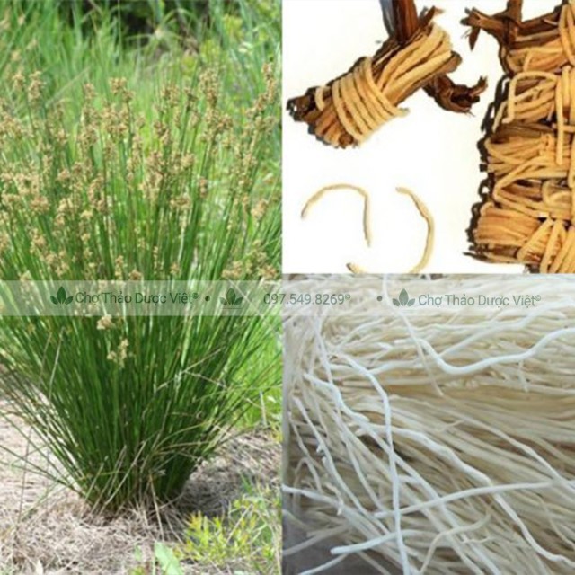 500g Đăng Tâm Thảo (Cỏ Bấc Đèn)