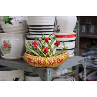 Chậu Thuyền Trúc Phú Quý