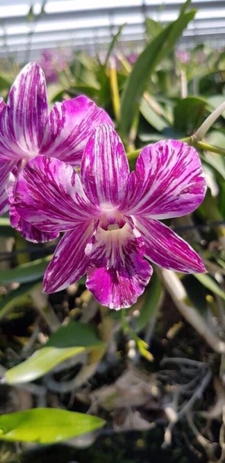 Hoa lan kie chớp sonia sao băng