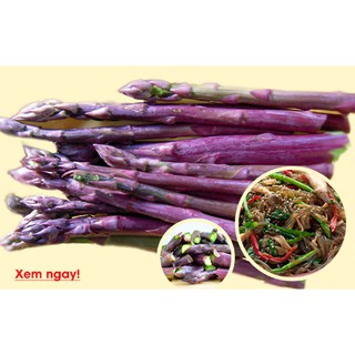 Combo 3 gói Hạt giống Măng Tây (1 gói xanh-1 gói trắng- 1 gói tím) (Kèm kích thích hạt nảy mầm)