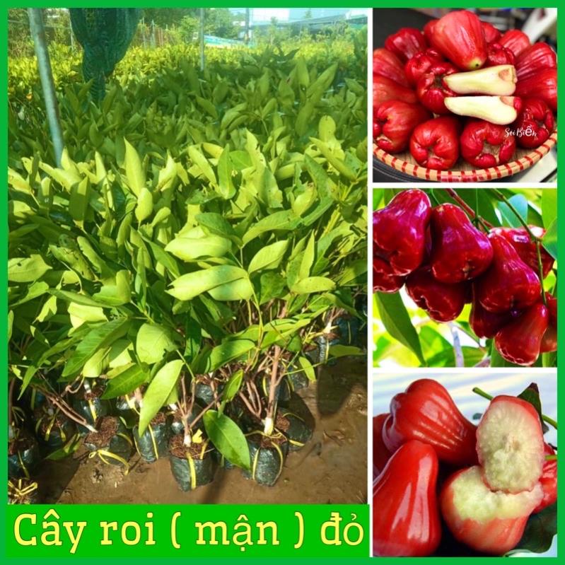 Cây roi đỏ Thái Lan không hạt - roi đỏ An Phước cây ghép mắt nhanh cho quả .