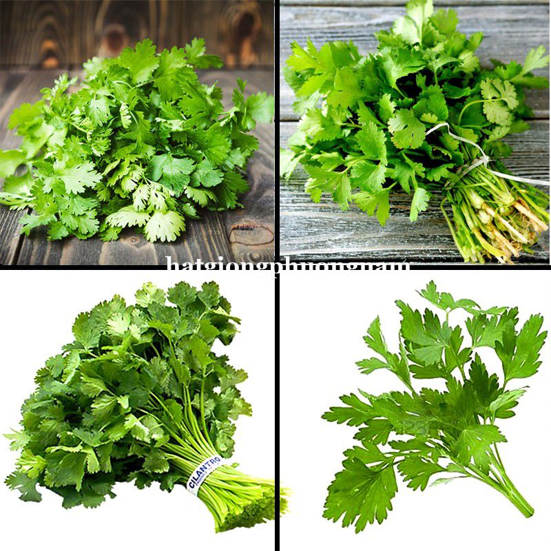 Hạt Giống Rau Ngò Gói 20g Giá Rẻ