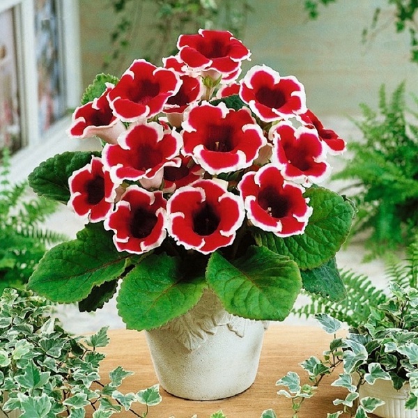 ạt giống hoa Tử la lan - Nảy mầm tốt - Tặng kèm 1 gói bón lá và 1 gói kích nảy mầm, có tờ hướng dẫn trồng Chưa Có Đánh G