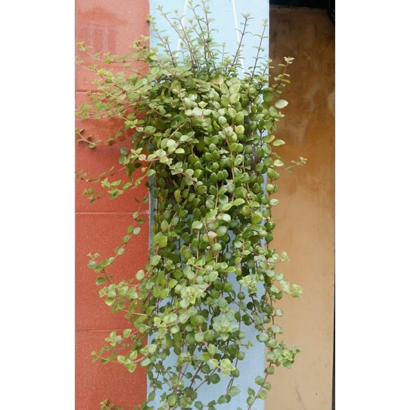 Cây vẩy rồng dạng leo bao đẹp chậu nhựa