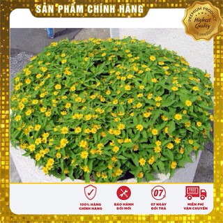 Hạt Giống Cúc Mặt Trời(50-100 hạt)