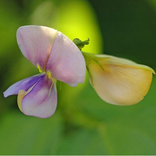 50H - HẠT GIỐNG CÂY SO ĐŨA