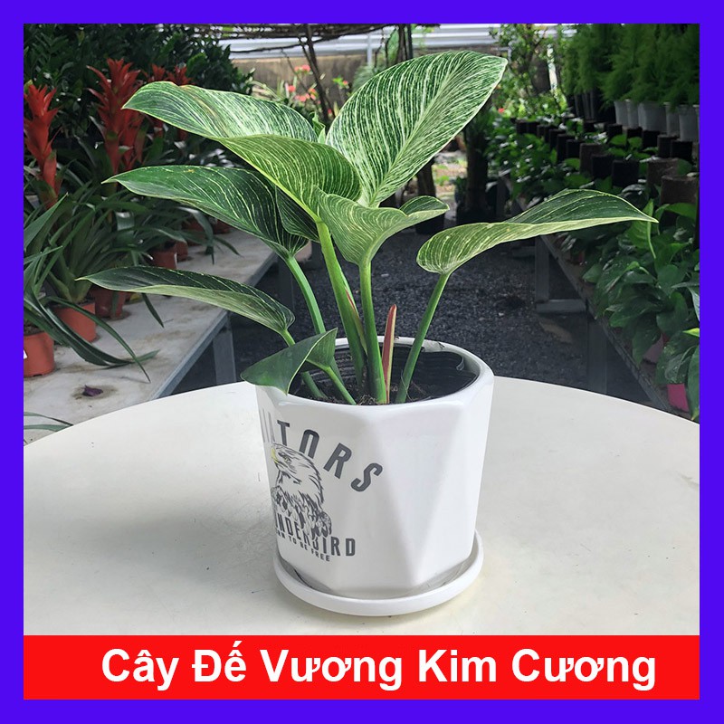 Cây Đế Vương Kim Cương - Cây cảnh mini để bàn + Tặng phân bón cho cây mau lớn