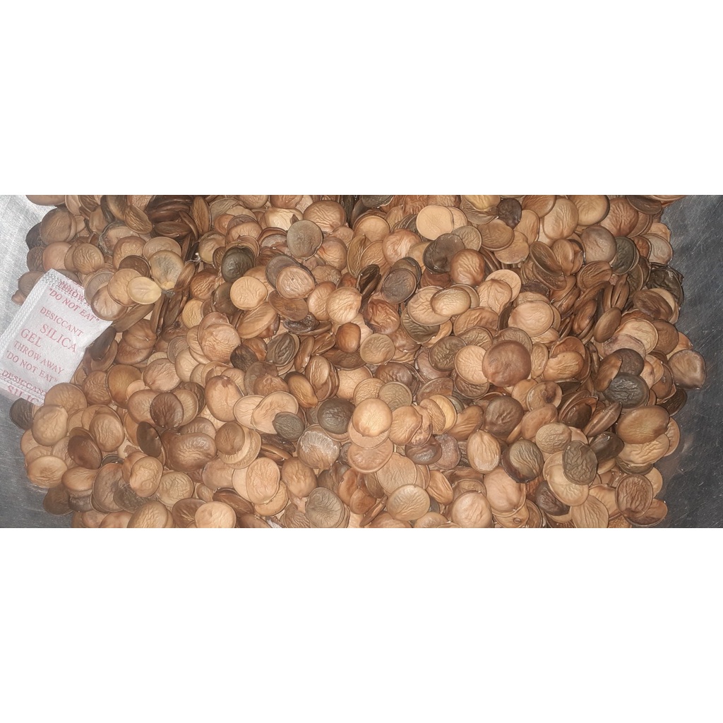 100 gram hạt giống ban tây bắc