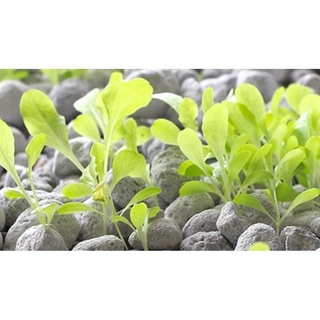Đá bọt Pumice Indonesia 1kg