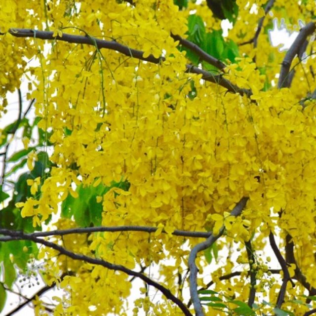 Com bo 3 Cây muồng hoàng yến (cây osaka)