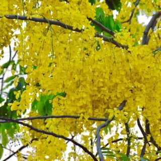 Com bo 3 Cây muồng hoàng yến (cây osaka)