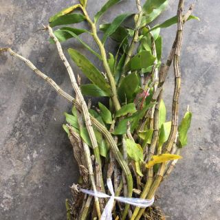 LAN BÁO HỶ RỪNG400g