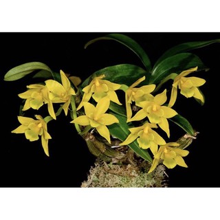 Lan rừng kim điệp nhựa