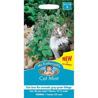 Hạt Giống Bạc Hà cho Mèo - ban công xanh