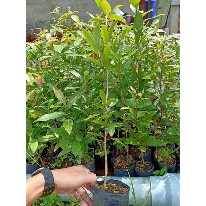 Cây giống Mai Cúc Đọt Xanh