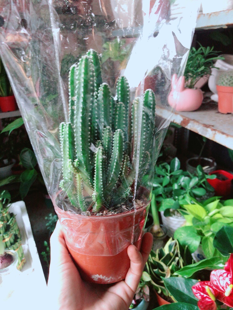 Xương Rồng Thanh Sơn