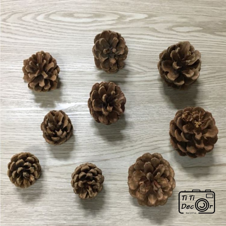 Set quả thông trang trí chụp ảnh, decor nhà cửa, cửa hàng - TiTi Decor