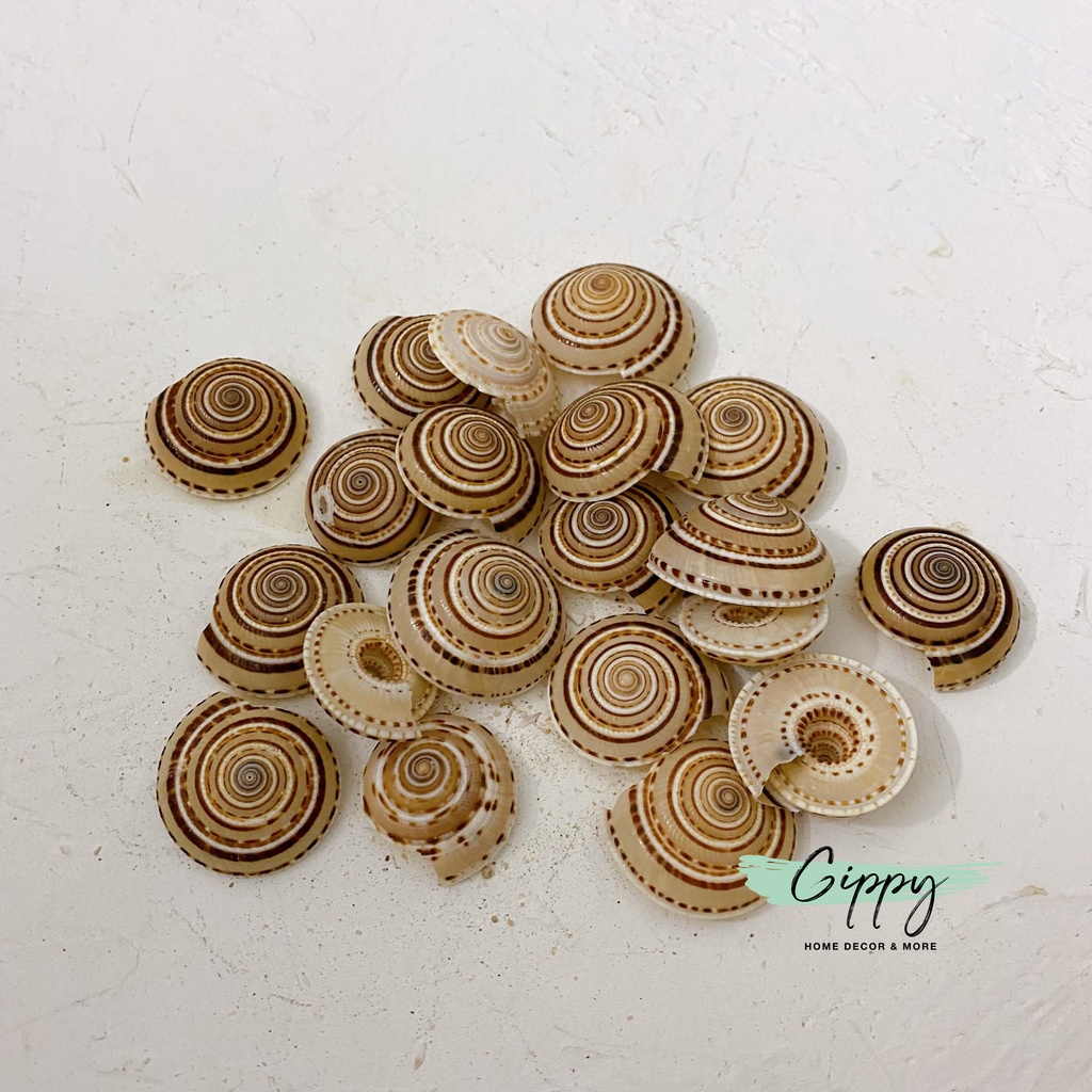 Vỏ sò, vỏ ốc, sao biển - Phụ Kiện Chụp Ảnh, trang trí thủy sinh - Gippy Decor