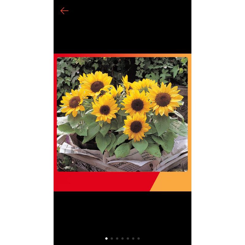 hạt giống hoa hướng dương(.tmm.m8387)