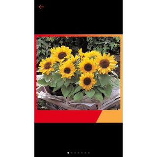 Hạt giống hoa hướng dương