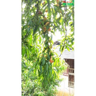 CÂY GIỐNG ĐÀO ĂN MỎ QUẠ SAPA