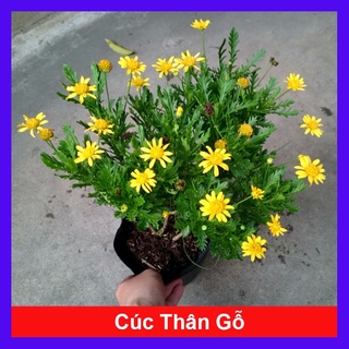 caykiengsadec - Cúc thân gỗ ( cúc trường thọ ) đang cho hoa và nụ giao chậu quy cách như hình