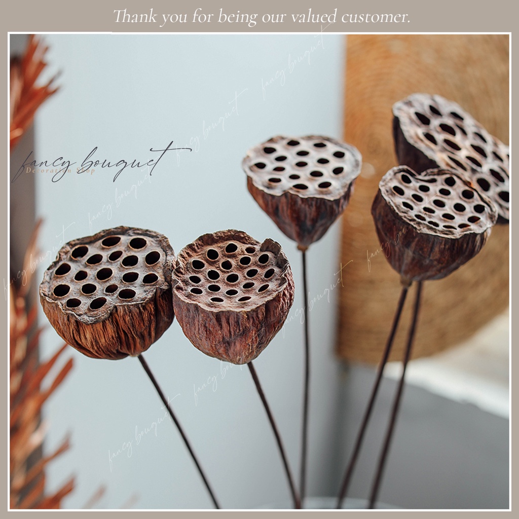 Đài hoa sen khô tự nhiên ❤️FREESHIP❤️ 4 Mẫu Đài sen trang trí decor