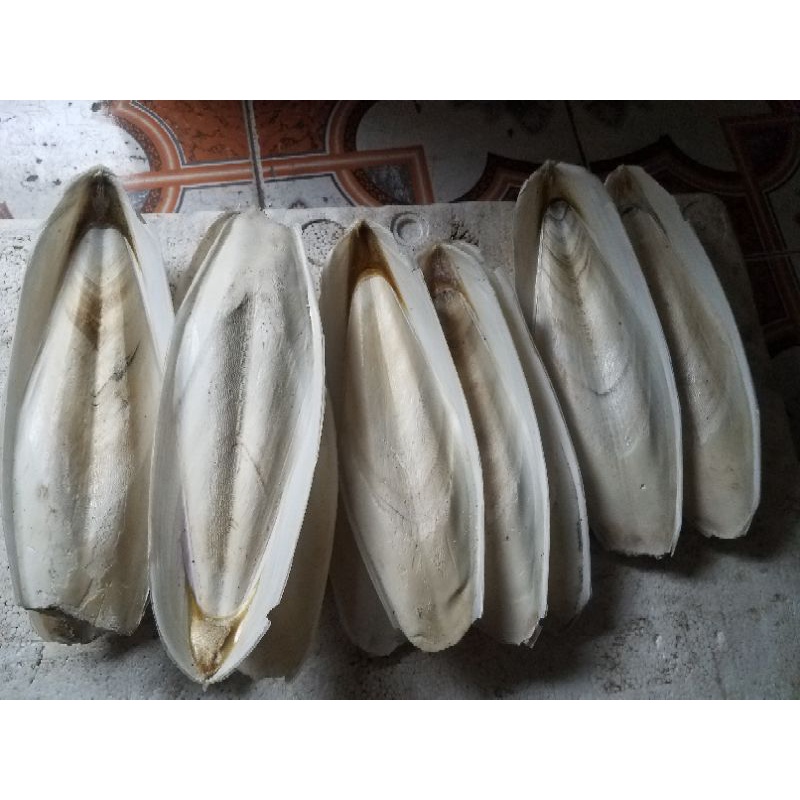Combo 5 chiếc mai mực/nan mực nguyên miếng kích thước 20-21cm