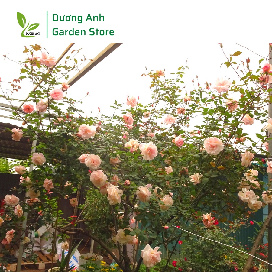 Phân bón 7 ngày cho hoa hồng | Cải tạo đất, kích thích rễ, mầm hoa phát triển | Hoa to, đậm màu