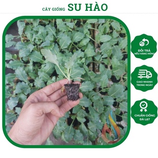 Cây giống Su Hào con tại vườn ươm Đà Lạt