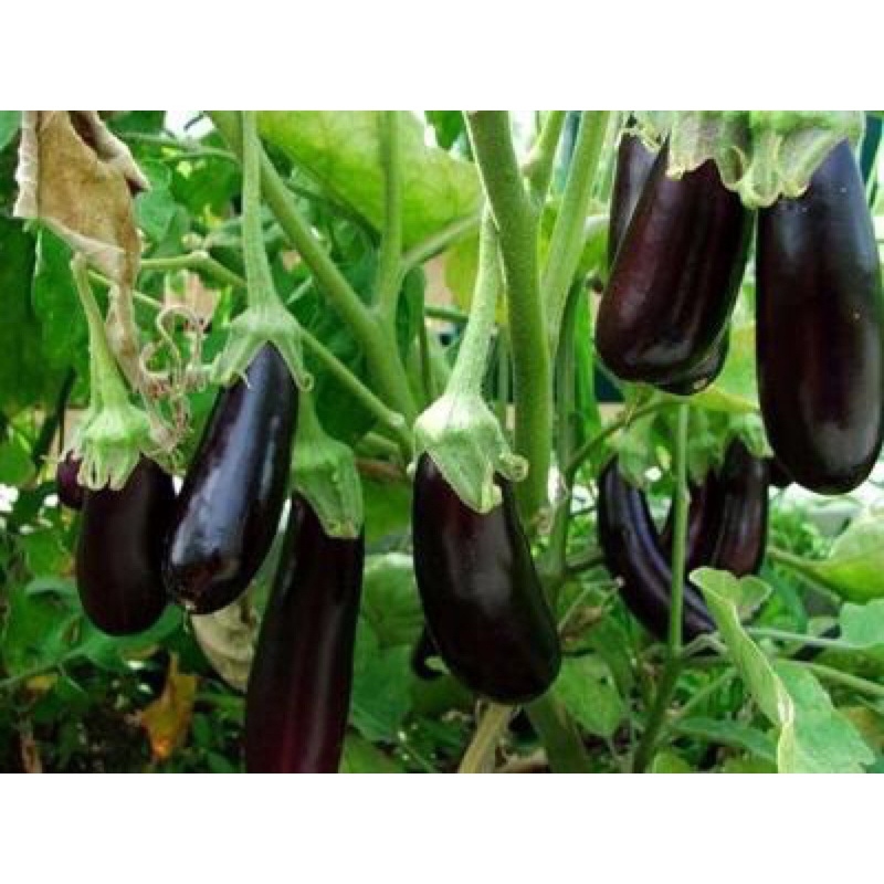 Hạt giống cà tím đen dài cao sản F1