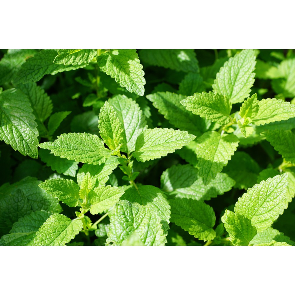 Hạt Giống Bạc Hà Mint  - Gói 100 Hạt