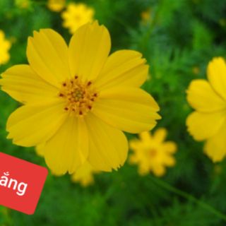 Gói 500 hạt hoa sao nhái