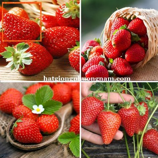100H - HẠT GIỐNG DÂU TÂY ĐỎ Hạt Giống Nông Trại Xanh