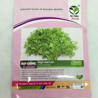 HẠT GIỐNG NGÒ HẠT LỚN Ngò Đỏ Mùi ta - 20gr UY TÍN, GIÁ RẺ, CHẤT LƯỢNG BÀ CON AN TÂM ƯƠM MẦM