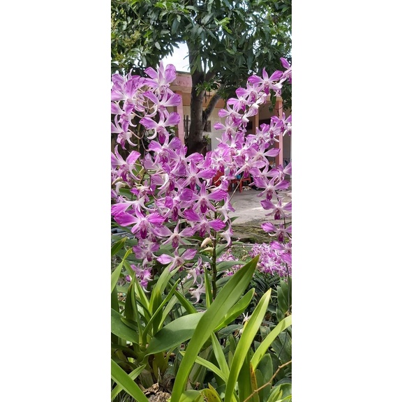 Hoa lan pink xưa