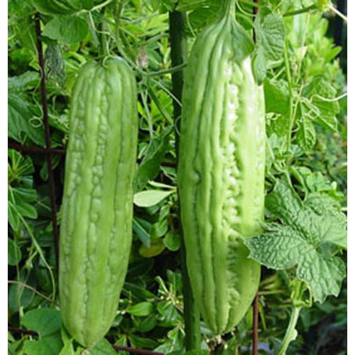 Hạt Giống Mướp Đắng (Khổ Qua) Siêu Trái F1 [ gói 100gram,200gram,500gram]