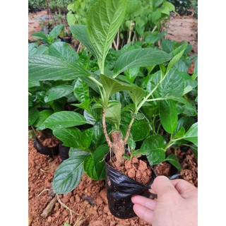 cẩm tú cầu cây giống