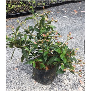 Chậu cây giống hoa Mua Thái (hoa sim Thái) cao 30-40cm đang hoa nhiều nụ - cây cho hoa Tím lịm quanh năm, cực dễ trồng
