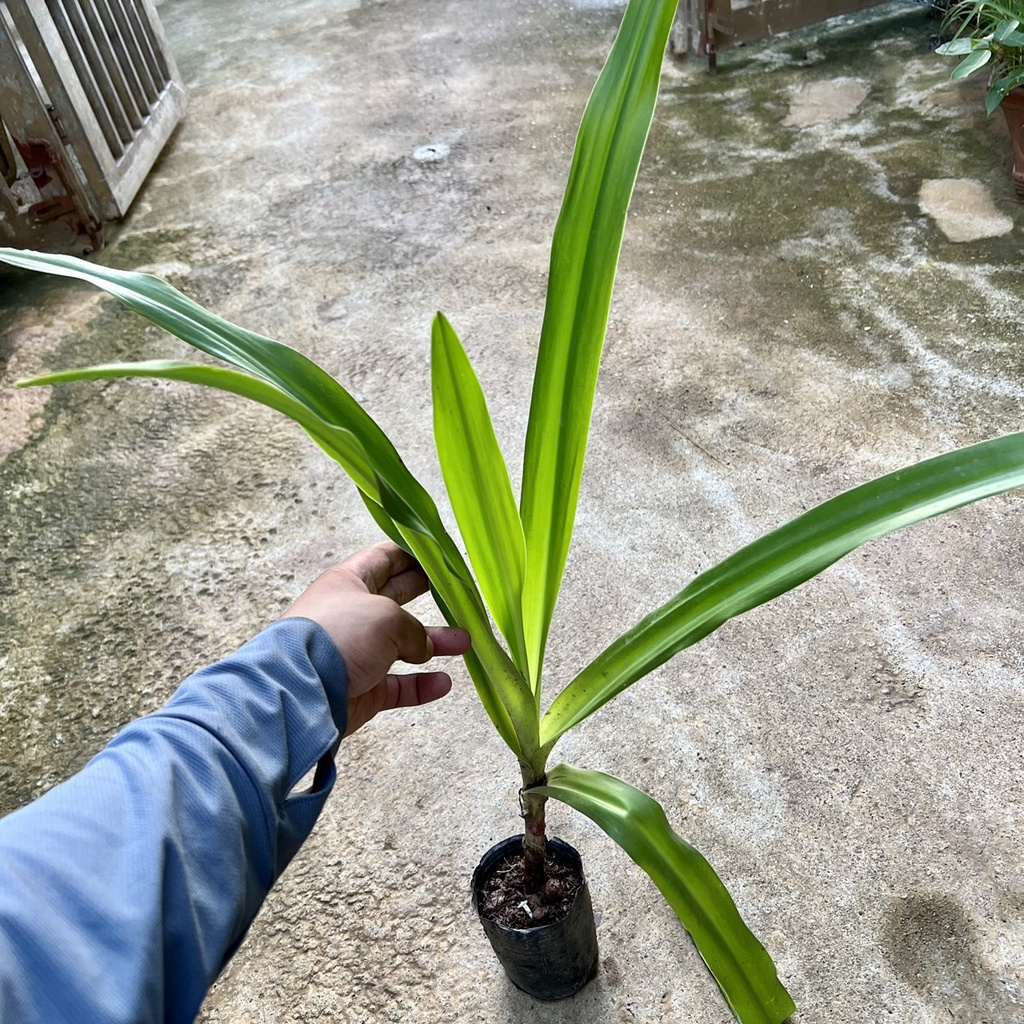 Cây hoàng cung trinh nữ - Cây dược liệu cao 30 cm .