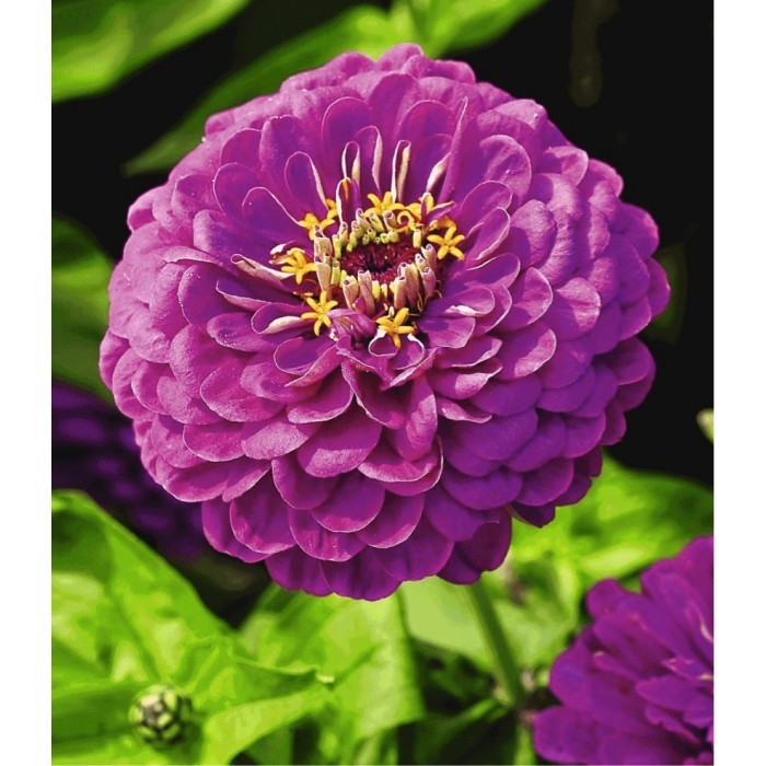Bán Hạt giống hoa violet queen -ship toàn quốc