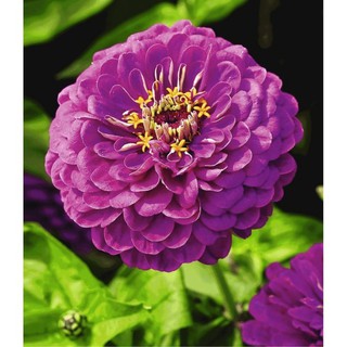 - Hạt giống hoa violet queen giá rẻ - Thuận Duy Shop